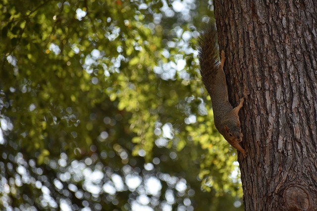 斯这样的智 斯这样的智